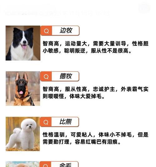 狗的本领与外形特征全解析｜宠物知识指南