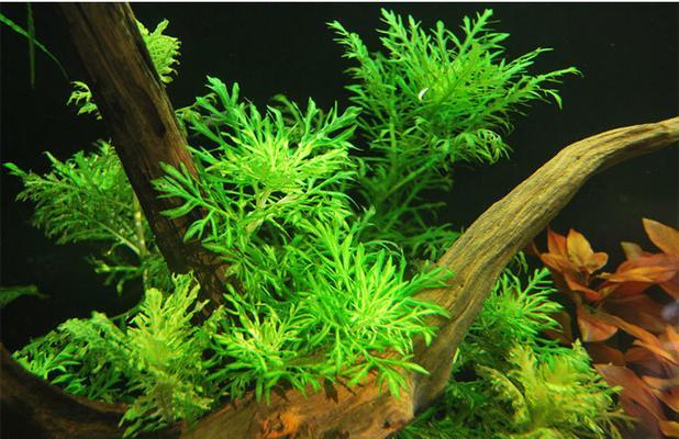 水质对水草生长影响分析｜关键因素与养护指南