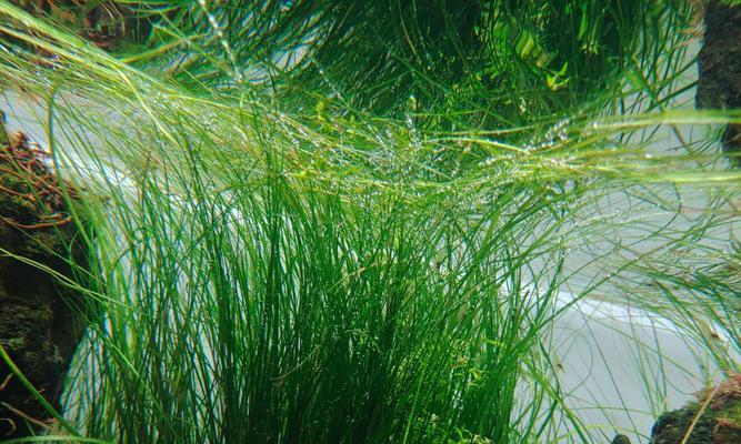 不同水质对水草生长的影响（探究水质对水草生长的关键因素及适宜条件）