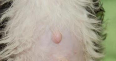 小狗为什么没有肚脐？（探寻小狗肚脐消失的奥秘）