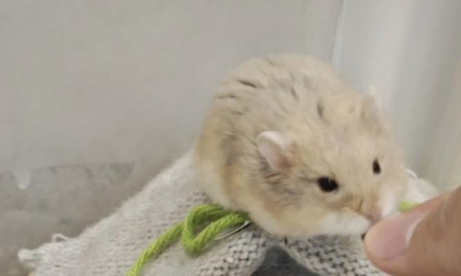 仓鼠为什么会咬同伴？（探索仓鼠咬同伴的原因及行为解读）