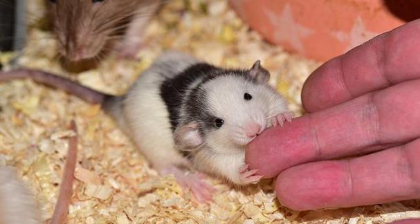 仓鼠为什么会咬同伴？（探索仓鼠咬同伴的原因及行为解读）