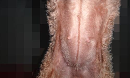 狗怀孕40天需要饮食搭配，关注健康成长（为宝宝提供全面营养，增强免疫力）