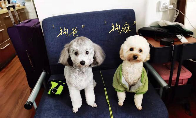 狗狗怀孕饮食搭配指南｜全面营养增强免疫力