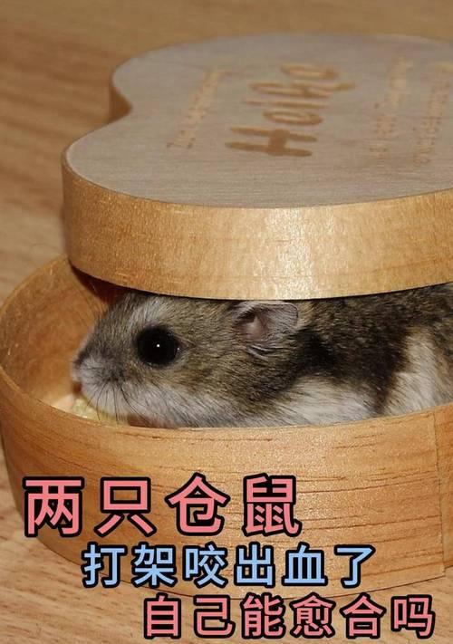 仓鼠咬同伴原因解析｜行为解读与应对指南