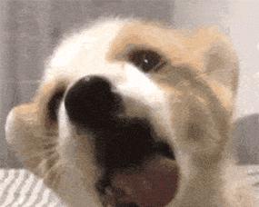 为什么小狗会舔尿？（探究小狗舔尿的原因及其意义）