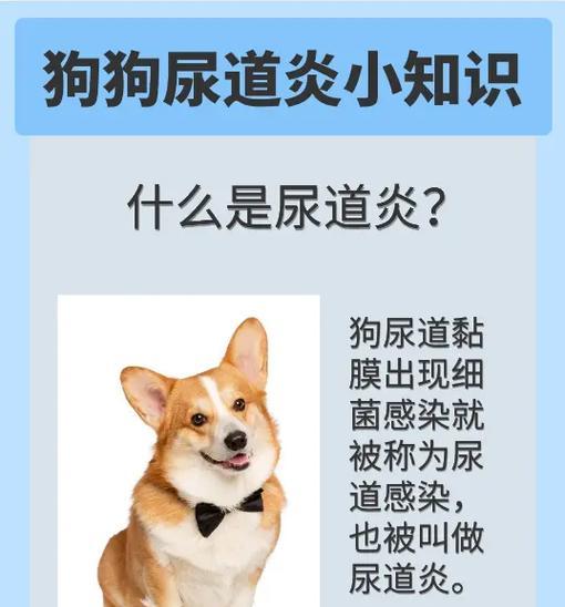 小狗舔尿原因解析｜科学应对与健康养护全指南