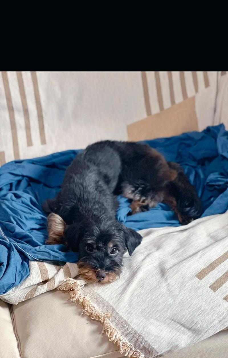 为什么小狗会舔尿？（探究小狗舔尿的原因及其意义）