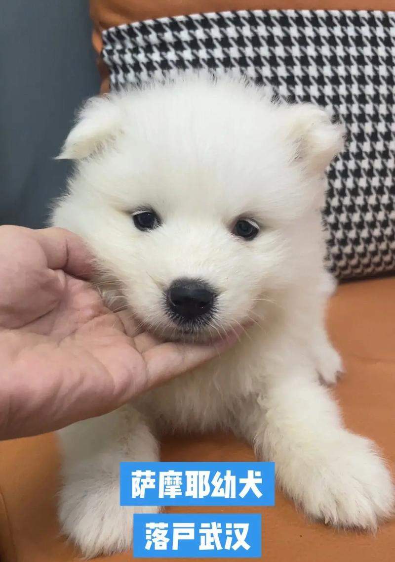 萨摩耶幼犬的疫苗接种指南（打针时间表及必备疫苗种类）