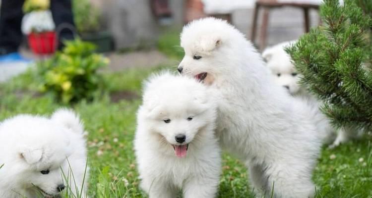 萨摩耶幼犬的疫苗接种指南（打针时间表及必备疫苗种类）