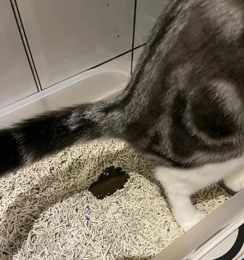 小猫拉稀的原因及治疗方法（了解小猫拉稀的常见原因和正确治疗方法）