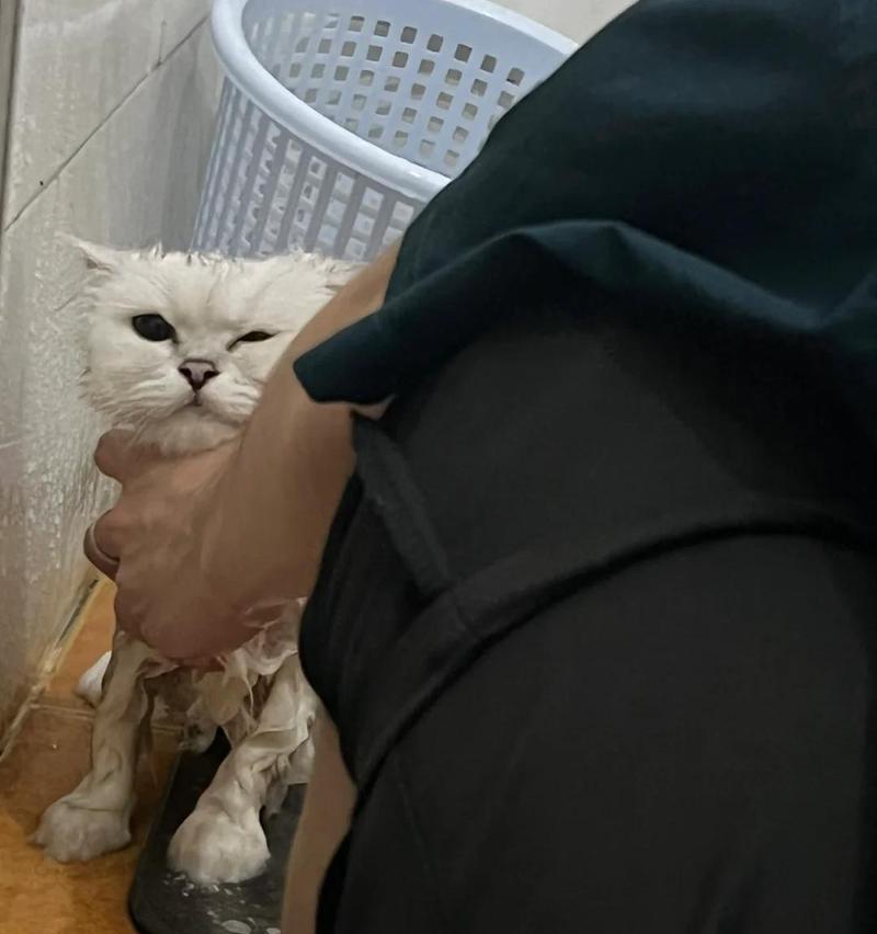 小猫拉稀的原因及治疗方法（了解小猫拉稀的常见原因和正确治疗方法）