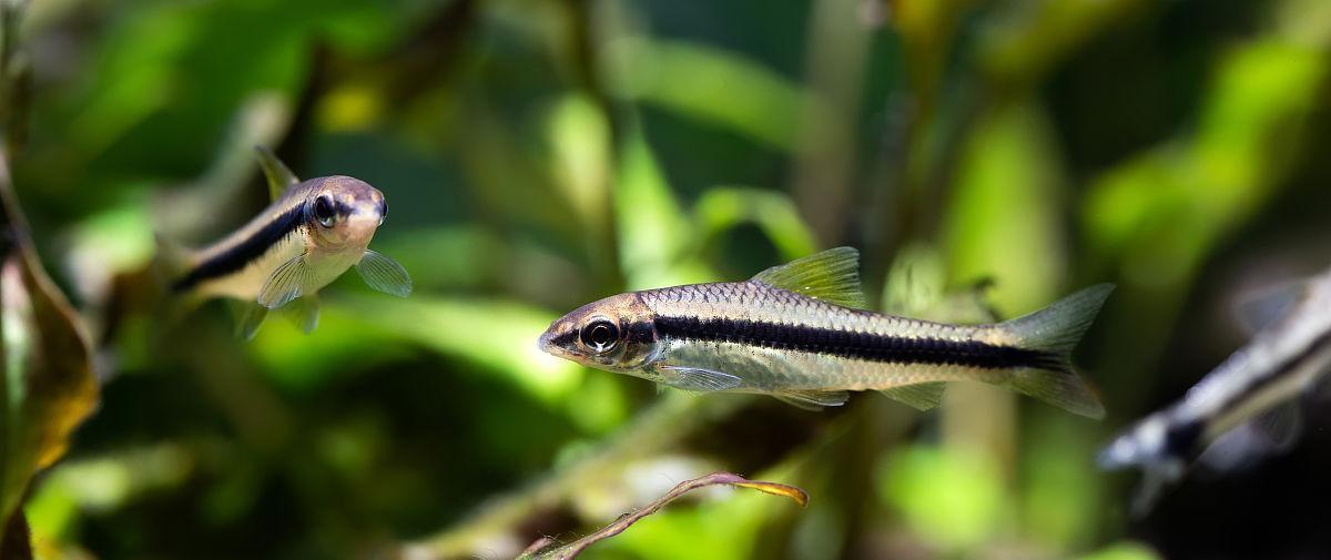 吊类饲养中以什么藻为主要饲料？（选择合适的藻类对吊类饲养有何影响？）