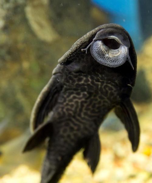 吊类饲养中以什么藻为主要饲料？（选择合适的藻类对吊类饲养有何影响？）