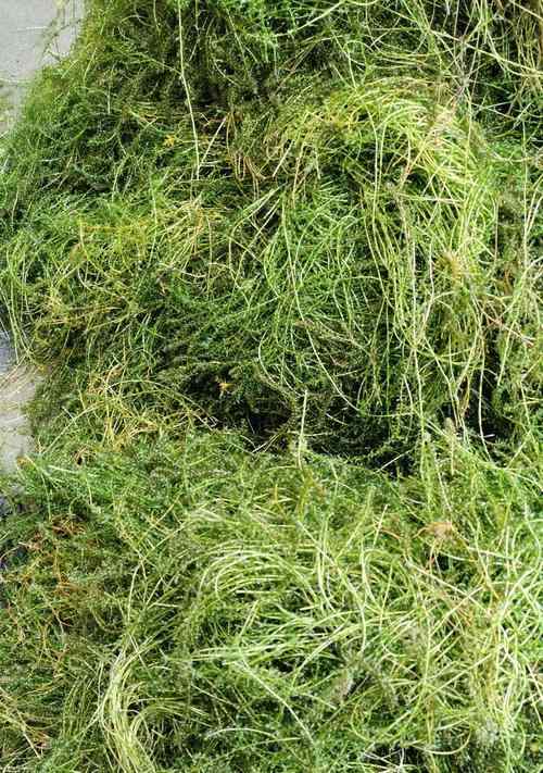 吊类饲养中以什么藻为主要饲料？（选择合适的藻类对吊类饲养有何影响？）