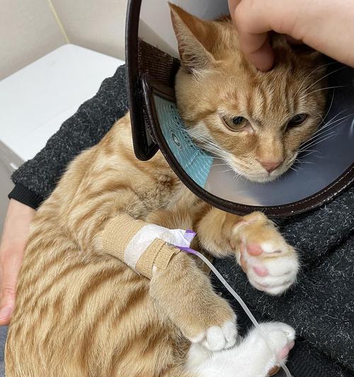 猫咪突然断粮，你应该准备什么？（为了宠物的健康和安全，应急备齐这些关键物品！）