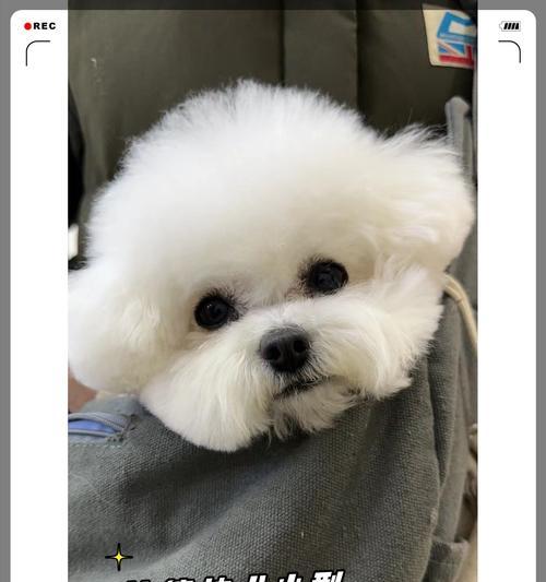 比熊多样体型解析｜体型特点与变化全攻略