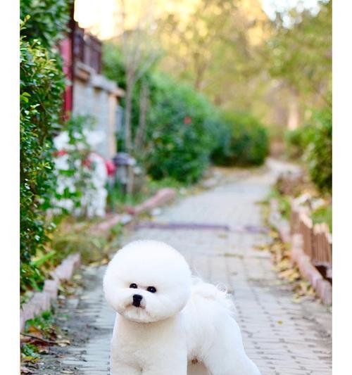 探索比熊的多样体型之美（了解比熊的体型特点与变化）