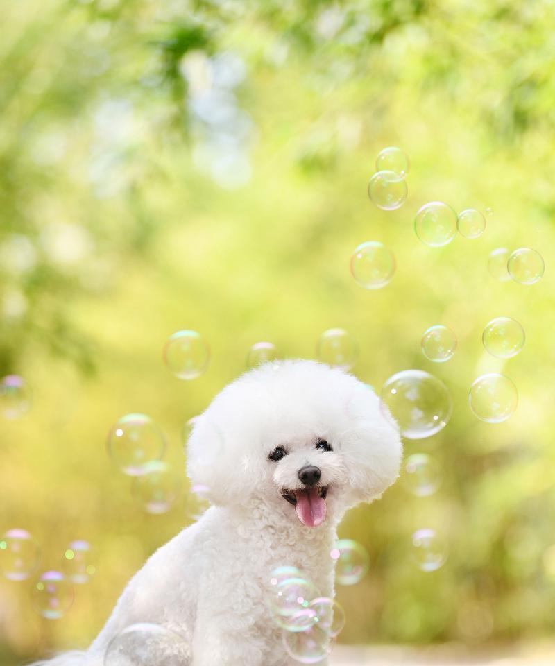 探索比熊的多样体型之美（了解比熊的体型特点与变化）