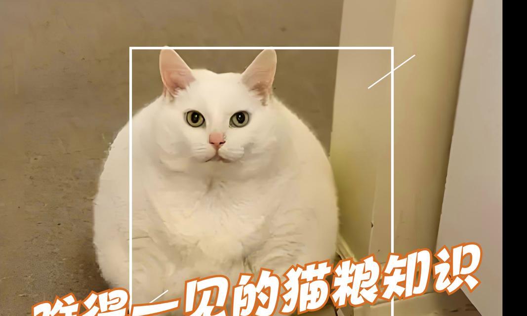 猫咪饮食需求全解析｜科学喂养健康指南