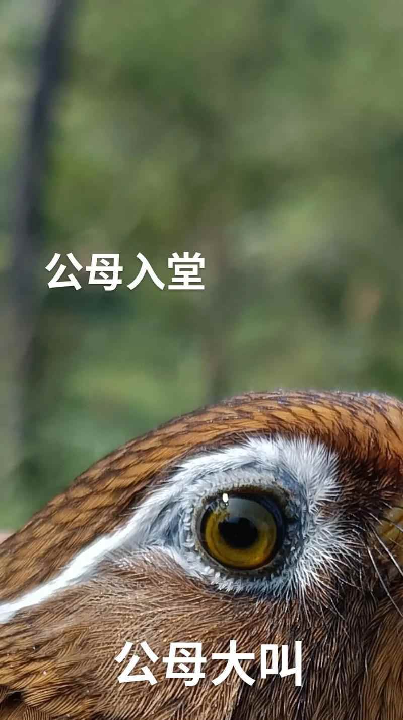 画眉鸟的主要食物及其重要性（揭秘画眉鸟的食物偏好和饮食习惯）