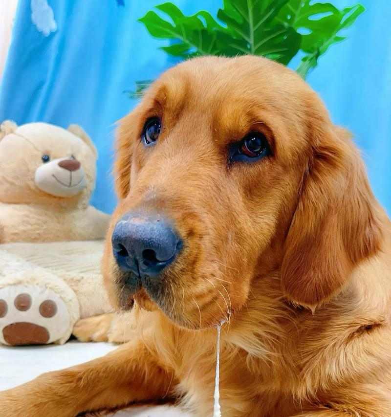 小狗狗补钙吃什么最好（营养丰富的食物是宝贝犬成长的关键）