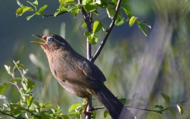 画眉鸟饮食结构解析｜常见食物及生态作用全攻略
