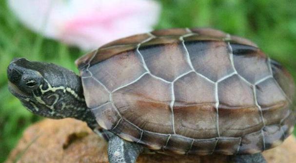 探秘乌龟的奇妙世界（一窥乌龟的品种与特性）