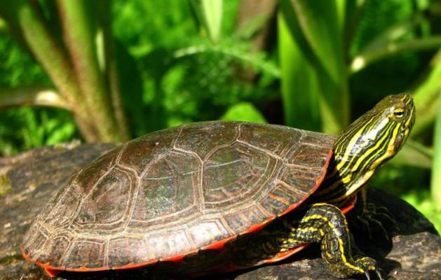 乌龟品种与特性全解析｜宠物饲养与生态保护指南