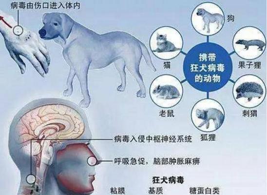 狗传染给人的常见疾病及预防措施｜健康指南