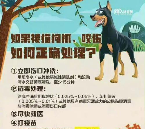 狗传染给人的常见疾病及预防措施｜健康指南