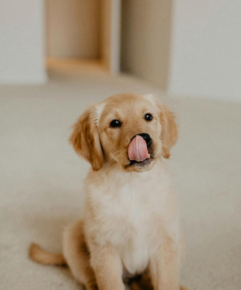 狗传染给人的常见疾病及预防措施｜健康指南