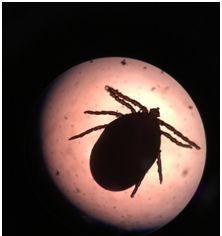 祛除狗豆子的药物选择（选择正确药物，让你的宠物摆脱狗豆子困扰）