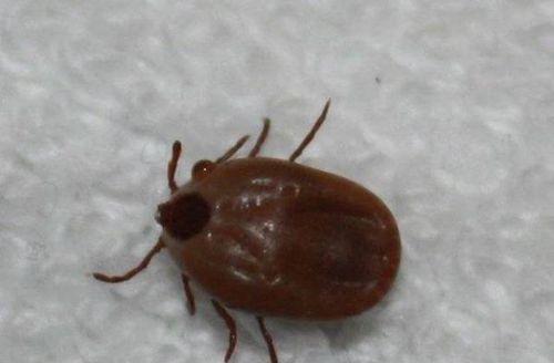 祛除狗豆子的药物选择（选择正确药物，让你的宠物摆脱狗豆子困扰）