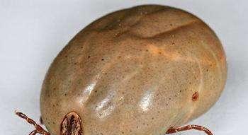 祛除狗豆子的药物选择（选择正确药物，让你的宠物摆脱狗豆子困扰）