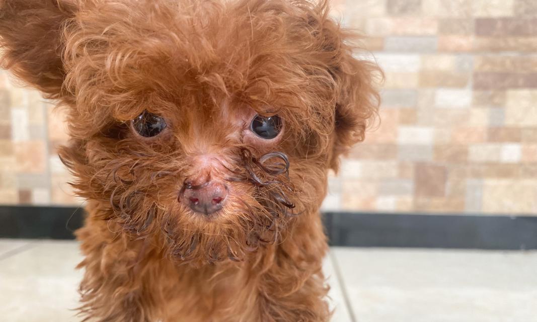 三个月泰迪的饮食（营养均衡的狗粮之外，给泰迪宝宝提供更多美味的选择）