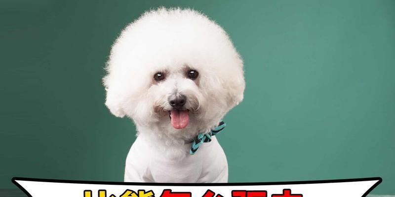 比熊犬驱虫的最佳时间选择（保护宠物健康，合理安排驱虫计划）