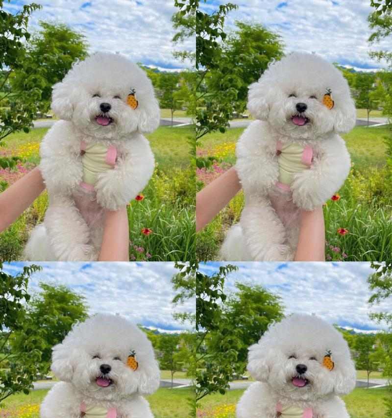 比熊犬驱虫的最佳时间选择（保护宠物健康，合理安排驱虫计划）