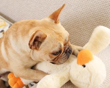 狗狗适合与哪些小宠物为主题写的文章（狗狗与小宠物相处的最佳伙伴选择）