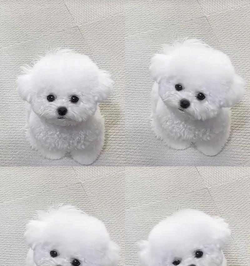 比熊犬驱虫时间选择指南｜科学安排保护健康