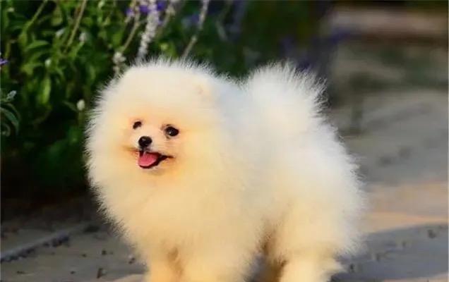 狗狗适合与哪些小宠物为主题写的文章（狗狗与小宠物相处的最佳伙伴选择）