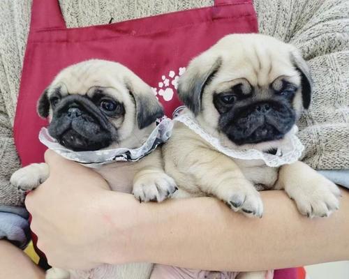 狗狗适合与哪些小宠物为主题写的文章（狗狗与小宠物相处的最佳伙伴选择）