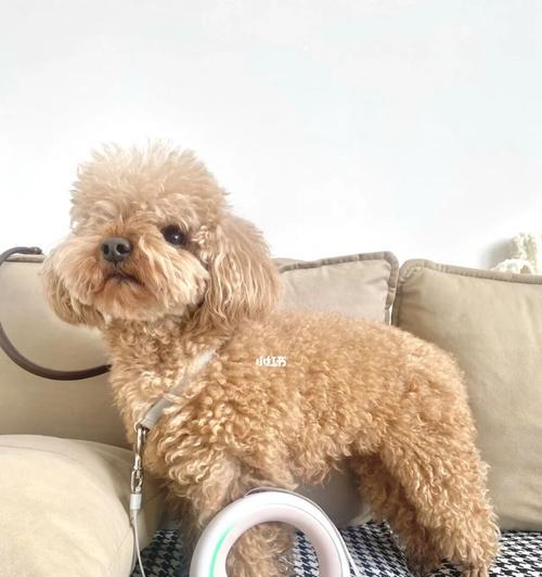 如何不怕狗的秘诀(以带什么可以让你轻松应对可爱的汪星人) 如何不怕狗的秘诀(以带什么可以让你轻松应对可爱的汪星人)