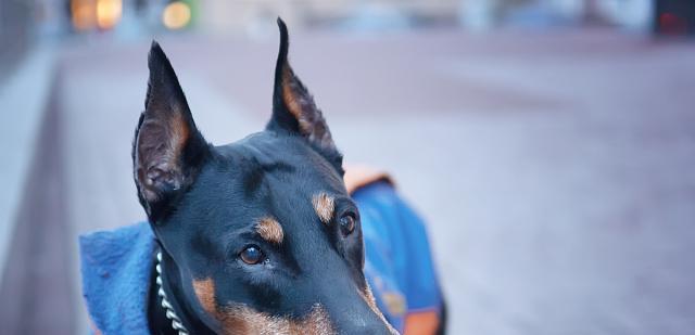 如何不怕狗的秘诀(以带什么可以让你轻松应对可爱的汪星人) 如何不怕狗的秘诀(以带什么可以让你轻松应对可爱的汪星人)