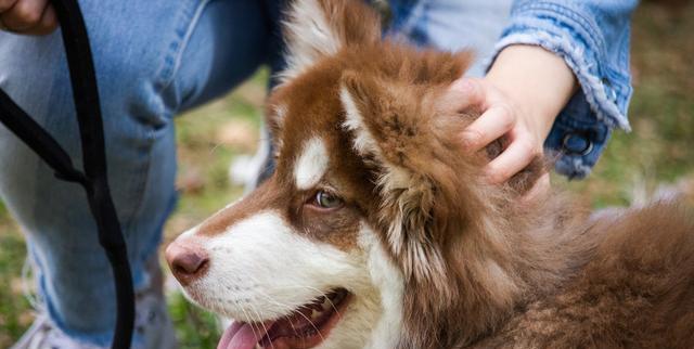 如何不怕狗的秘诀(以带什么可以让你轻松应对可爱的汪星人) 如何不怕狗的秘诀(以带什么可以让你轻松应对可爱的汪星人)