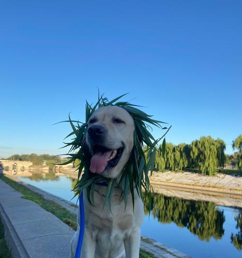 狗年龄之谜（解析狗年龄快速衰老的原因与影响）