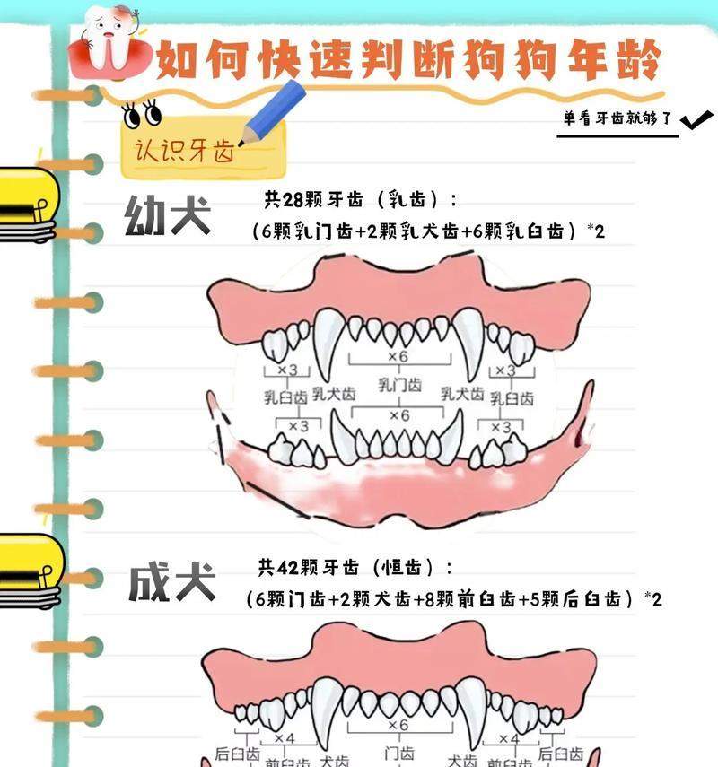 狗年龄快速衰老原因解析｜科学养护全攻略