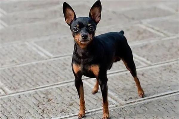 狗狗光吃不长肉怎么办? 狗狗光吃不长肉怎么办?