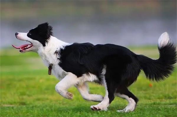 狗狗长不胖 狗狗长不胖