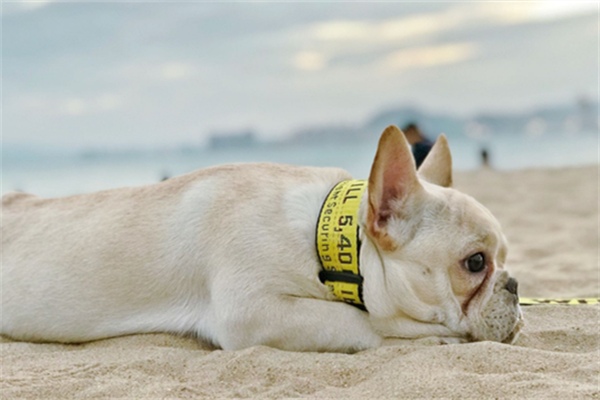 狗狗感染绦虫用什么药 狗狗感染绦虫用什么药